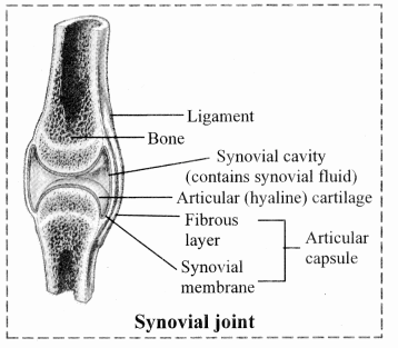 Maharashtra Board Solutions Class 11-Biology: Chapter 16- Skeleton and Movement