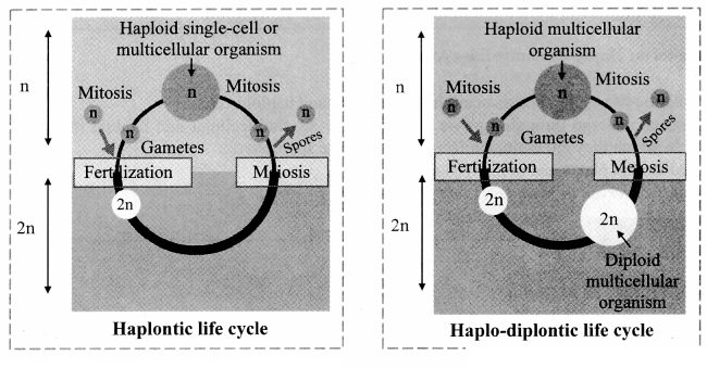 Maharashtra Board Solutions Class 11-Biology: Chapter 3- Kingdom Plantae Question E