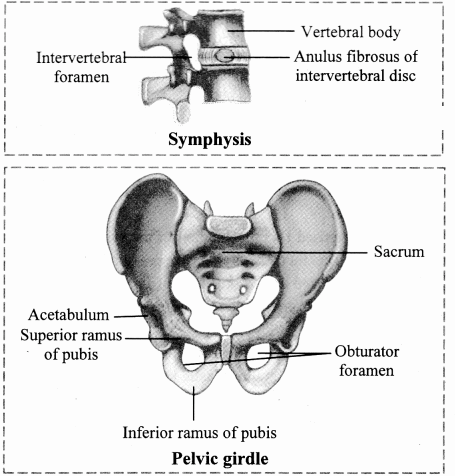 Maharashtra Board Solutions Class 11-Biology: Chapter 16- Skeleton and Movement