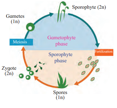 Maharashtra Board Solutions Class 11-Biology: Chapter 3- Kingdom Plantae Question 10