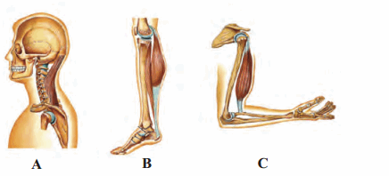 Maharashtra Board Solutions Class 11-Biology: Chapter 16- Skeleton and Movement