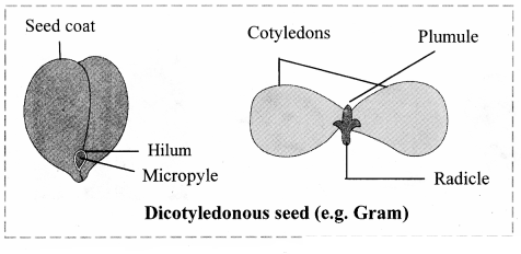 Maharashtra Board Solutions Class 11-Biology: Chapter 9- Morphology of Flowering Plants Question 7