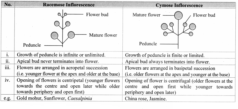 Maharashtra Board Solutions Class 11-Biology: Chapter 9- Morphology of Flowering Plants Question 8