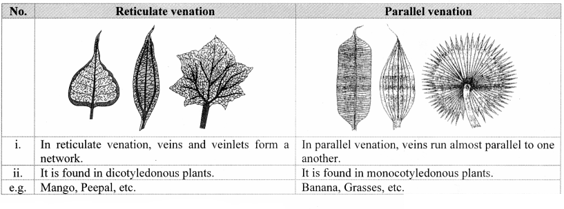 Maharashtra Board Solutions Class 11-Biology: Chapter 9- Morphology of Flowering Plants Question B