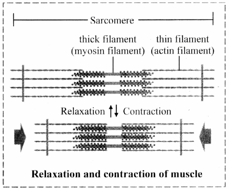 Maharashtra Board Solutions Class 11-Biology: Chapter 16- Skeleton and Movement