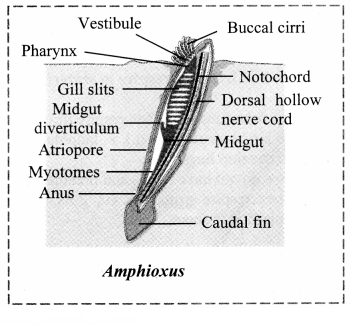 Maharashtra Board Solutions Class 11-Biology: Chapter 4- Kingdom Animalia