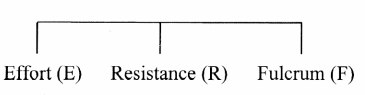 Maharashtra Board Solutions Class 11-Biology: Chapter 16- Skeleton and Movement