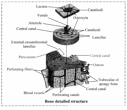 Maharashtra Board Solutions Class 11-Biology: Chapter 10- Animal Tissue ii