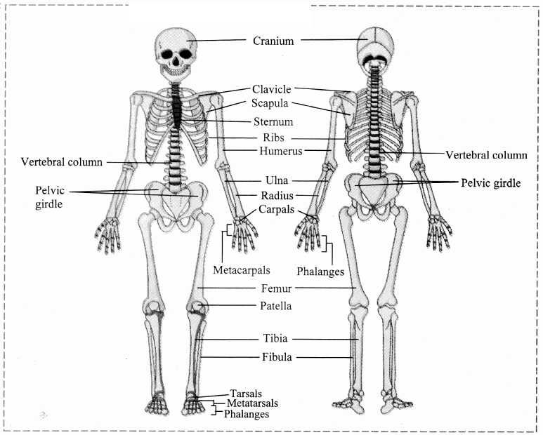 Maharashtra Board Solutions Class 11-Biology: Chapter 16- Skeleton and Movement