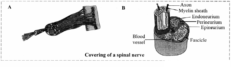 Maharashtra Board Solutions Class 11-Biology: Chapter 10- Animal Tissue