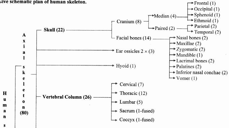 Maharashtra Board Solutions Class 11-Biology: Chapter 16- Skeleton and Movement