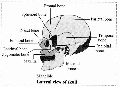 Maharashtra Board Solutions Class 11-Biology: Chapter 16- Skeleton and Movement