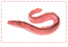 Maharashtra Board Solutions Class 11-Biology: Chapter 4- Kingdom Animalia