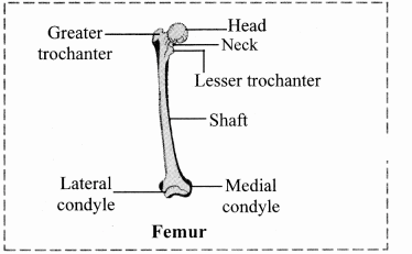 Maharashtra Board Solutions Class 11-Biology: Chapter 16- Skeleton and Movement