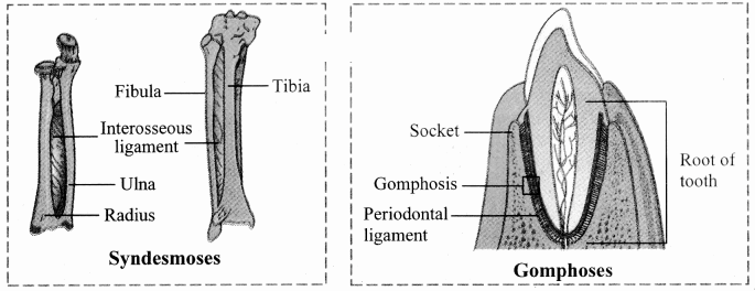Maharashtra Board Solutions Class 11-Biology: Chapter 16- Skeleton and Movement