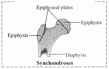 Maharashtra Board Solutions Class 11-Biology: Chapter 16- Skeleton and Movement