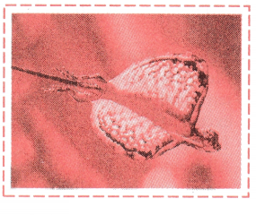 Maharashtra Board Solutions Class 11-Biology: Chapter 4- Kingdom Animalia