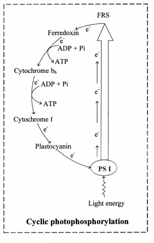 Maharashtra Board Solutions Class 11-Biology: Chapter 12- Photosynthesis 2.A