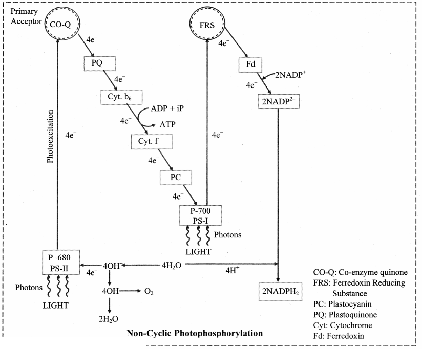 Maharashtra Board Solutions Class 11-Biology: Chapter 12- Photosynthesis 2.A