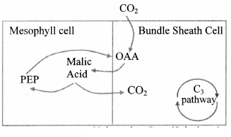 Maharashtra Board Solutions Class 11-Biology: Chapter 12- Photosynthesis 3.1