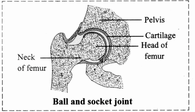 Maharashtra Board Solutions Class 11-Biology: Chapter 16- Skeleton and Movement