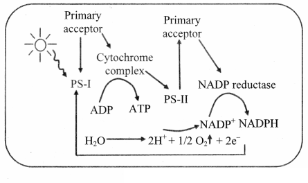 Maharashtra Board Solutions Class 11-Biology: Chapter 12- Photosynthesis 1