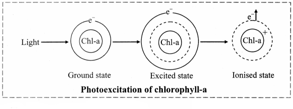 Maharashtra Board Solutions Class 11-Biology: Chapter 12- Photosynthesis