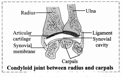 Maharashtra Board Solutions Class 11-Biology: Chapter 16- Skeleton and Movement