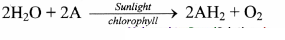 Maharashtra Board Solutions Class 11-Biology: Chapter 12- Photosynthesis