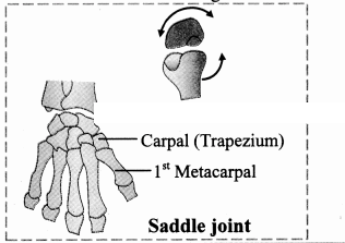 Maharashtra Board Solutions Class 11-Biology: Chapter 16- Skeleton and Movement