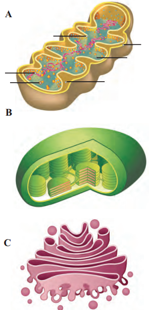 Maharashtra Board Solutions Class 11-Biology: Chapter 5- Cell Structure and Organization Question 4