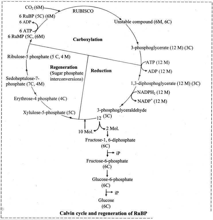 Maharashtra Board Solutions Class 11-Biology: Chapter 12- Photosynthesis