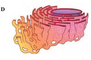 Maharashtra Board Solutions Class 11-Biology: Chapter 5- Cell Structure and Organization Question 4