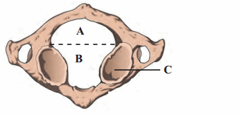 Maharashtra Board Solutions Class 11-Biology: Chapter 16- Skeleton and Movement