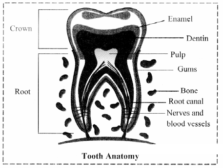 Maharashtra Board Solutions Class 11-Biology: Chapter 14- Human Nutrition Question A