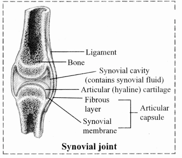 Maharashtra Board Solutions Class 11-Biology: Chapter 16- Skeleton and Movement