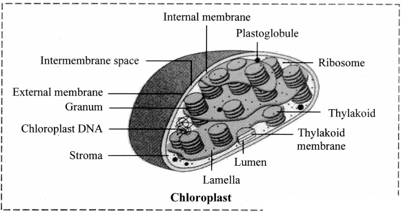 Maharashtra Board Solutions Class 11-Biology: Chapter 5- Cell Structure and Organization Question 4