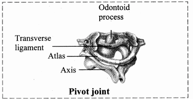 Maharashtra Board Solutions Class 11-Biology: Chapter 16- Skeleton and Movement
