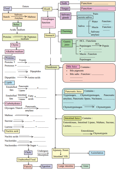 Maharashtra Board Solutions Class 11-Biology: Chapter 14- Human Nutrition