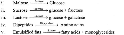 Maharashtra Board Solutions Class 11-Biology: Chapter 14- Human Nutrition Question 1