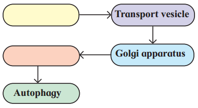 Maharashtra Board Solutions Class 11-Biology: Chapter 5- Cell Structure and Organization Question 5