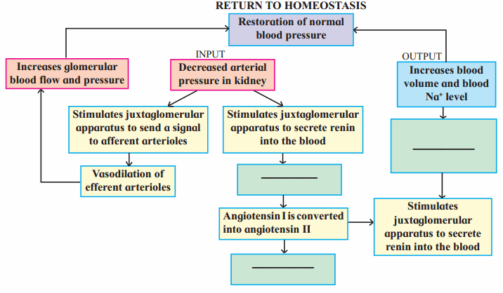 Maharashtra Board Solutions Class 11-Biology: Chapter 15- Excretion and Osmoregulation 5.A