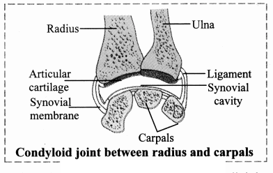 Maharashtra Board Solutions Class 11-Biology: Chapter 16- Skeleton and Movement