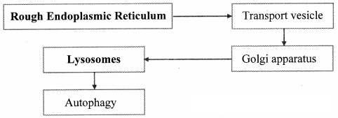 Maharashtra Board Solutions Class 11-Biology: Chapter 5- Cell Structure and Organization Question
