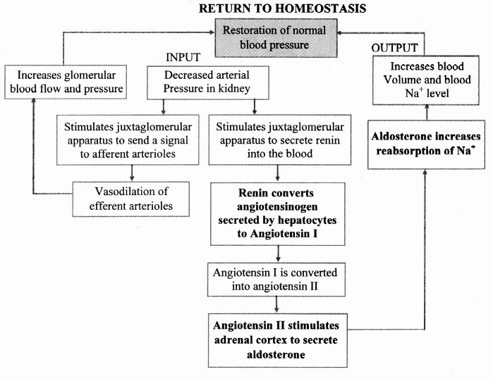 Maharashtra Board Solutions Class 11-Biology: Chapter 15- Excretion and Osmoregulation 5.A
