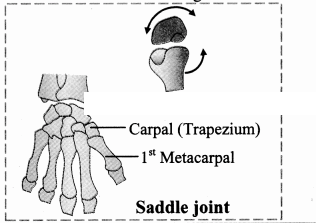 Maharashtra Board Solutions Class 11-Biology: Chapter 16- Skeleton and Movement