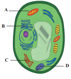 Maharashtra Board Solutions Class 11-Biology: Chapter 5- Cell Structure and Organization Question 6