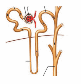 Maharashtra Board Solutions Class 11-Biology: Chapter 15- Excretion and Osmoregulation 5.B