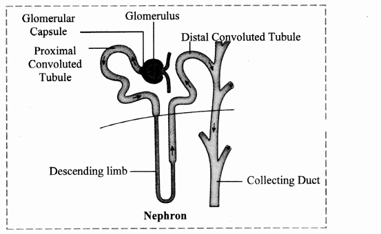 Maharashtra Board Solutions Class 11-Biology: Chapter 15- Excretion and Osmoregulation 5.B