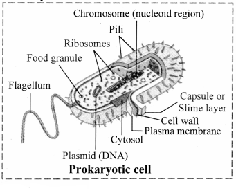 Maharashtra Board Solutions Class 11-Biology: Chapter 5- Cell Structure and Organization Question 1
